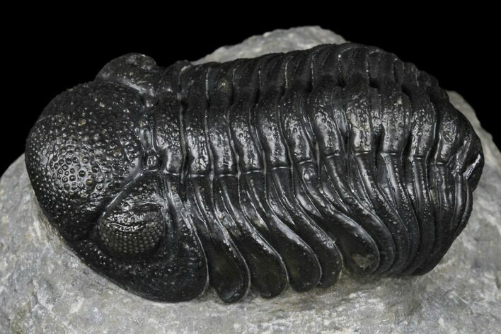 Detailed Morocops Trilobite - Ofaten, Morocco #174763